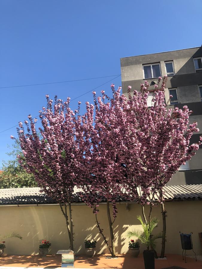 Mosoly Apartman Segedyn Zewnętrze zdjęcie